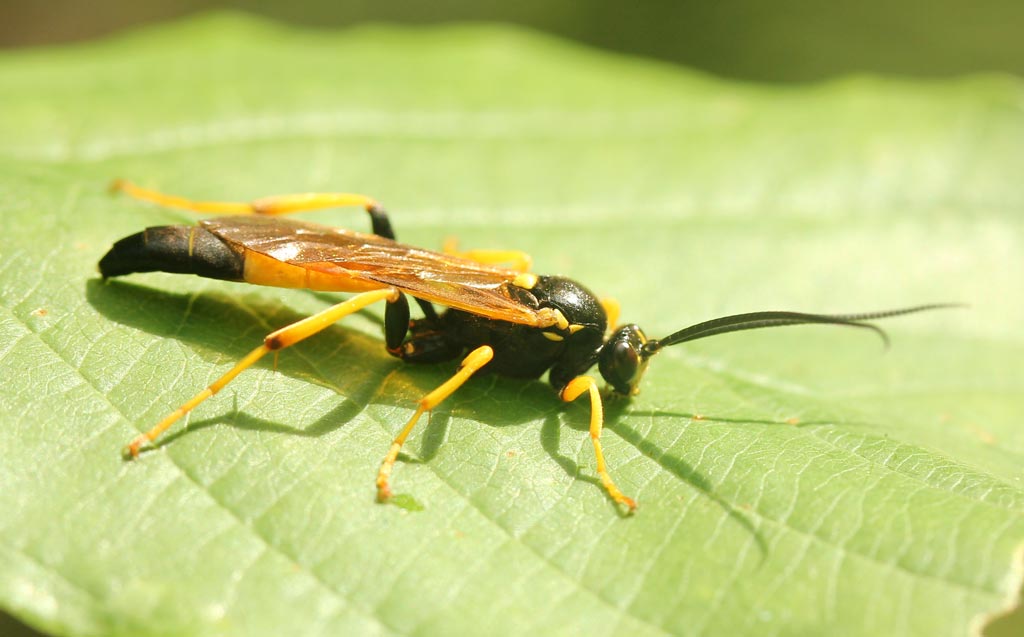 Плавунец жук насекомое. описание, особенности, виды, образ жизни и среда обитания плавунца | живность.ру