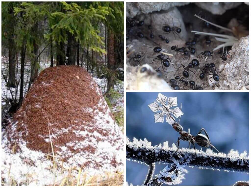Что делают муравьи осенью - дачныйуголок