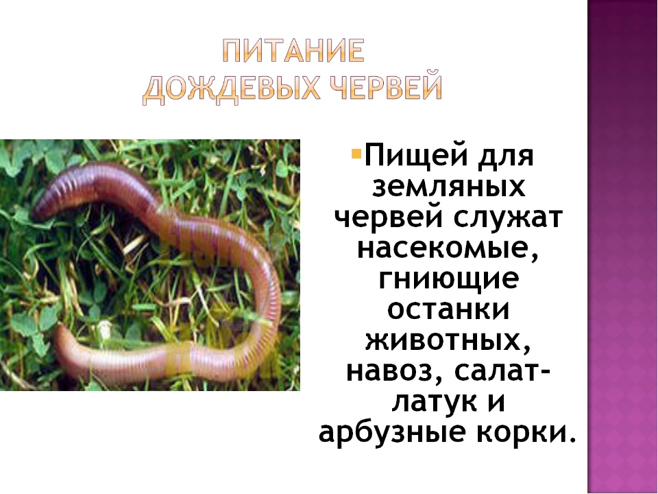 Что едят дождевые черви в природе