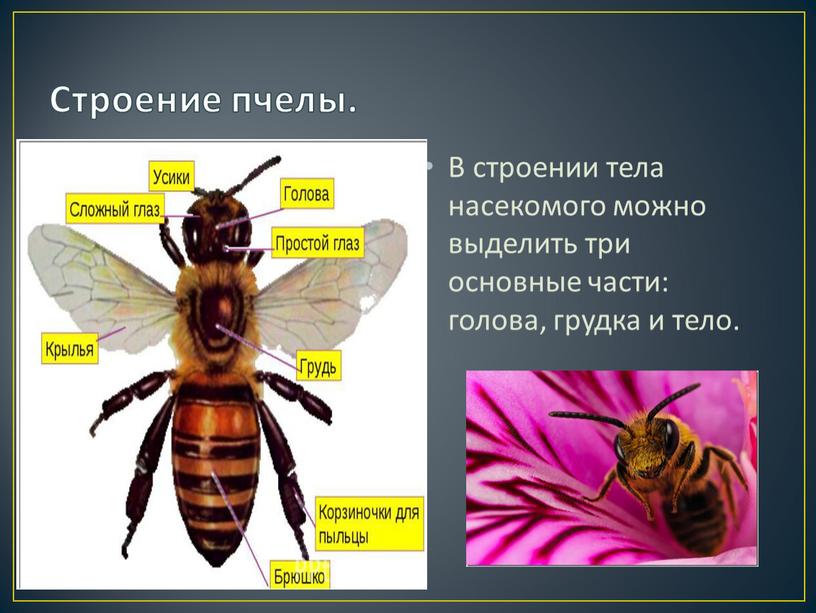 Медоносные пчелы: строение тела, классификация, особенности содержания и фото