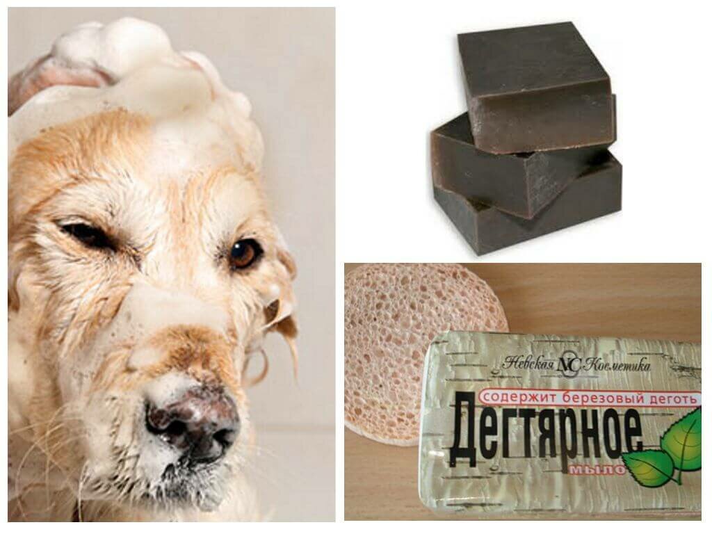 Дегтярное мыло поможет избавиться от блох у собаки