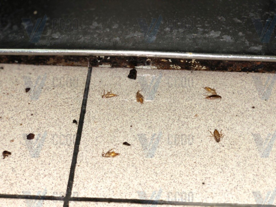 Тараканы в общежитие — как заставить администрацию общежития избавиться от тараканов?