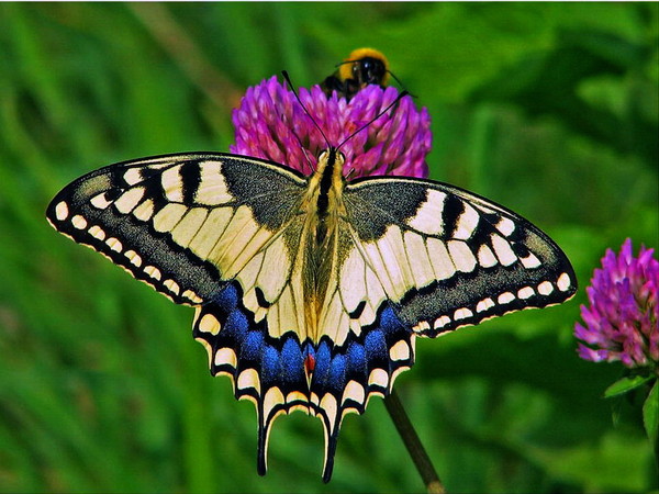 Махаон приспособления к среде обитания. образ жизни и описание бабочки махаон