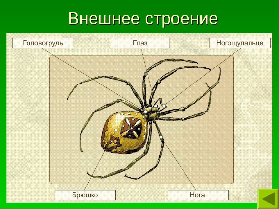 Биология паукообразные тест