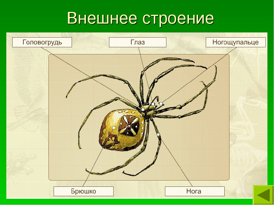 Паук крестовик тип развития. Строение паука крестовика. Внешнее и внутреннее строение паука крестовика. Внешнее строение паука 7 класс биология. Внешнее строение паука крестовика 7 класс биология.