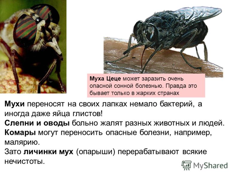 Опасна ли муха. Сонная болезнь Муха ЦЕЦЕ. Комнатная Муха переносчик возбудителей. Муха переносит болезни. Болезни переносимые мухами.