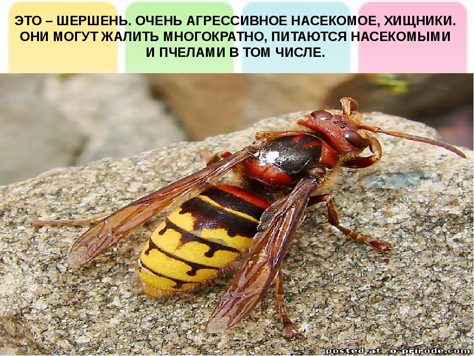 Пчелы и осы отличие фото и описание