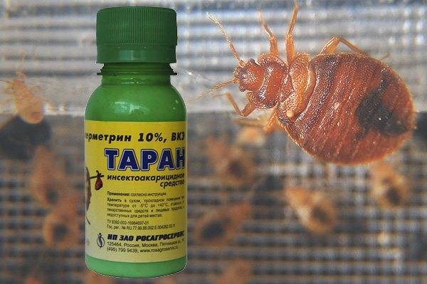 Дусты (порошки) против тараканов: эффективность, принцип действия, способы использования