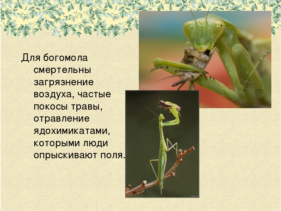 Топ-10 интересных фактов о насекомом богомоле