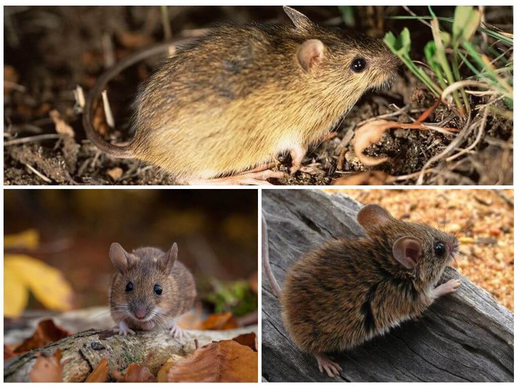 Мыши: милые существа или губители рода человеческого