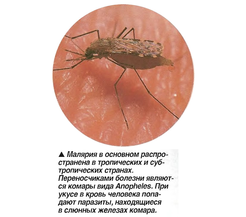 Малярийные комары: цикл развития, как выглядит самка и личинка, последствия укуса