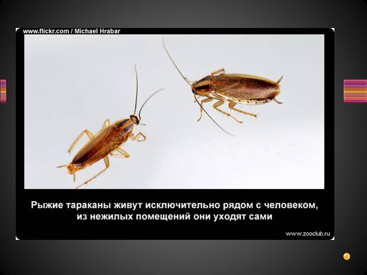 Интересные факты о тараканах. топ-10