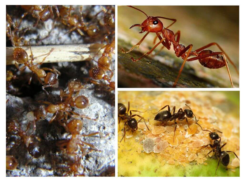 Продолжительность жизни муравьев разных видов и в разных условиях