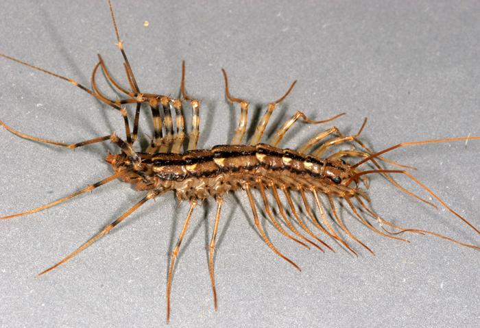 Из названных насекомых конечности роющего типа имеет – сколько ног у зверей?