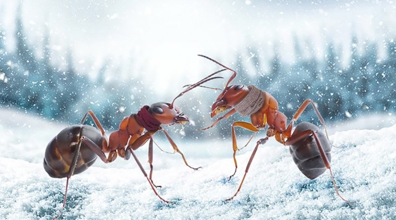 Как готовятся к зиме муравьи и делают ли запасы на зиму?