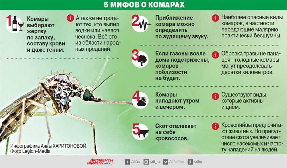 Отличия комаров от москитов