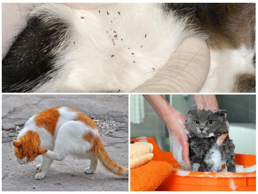 Блохи у кошки опасны для человека: как избавиться от паразитов