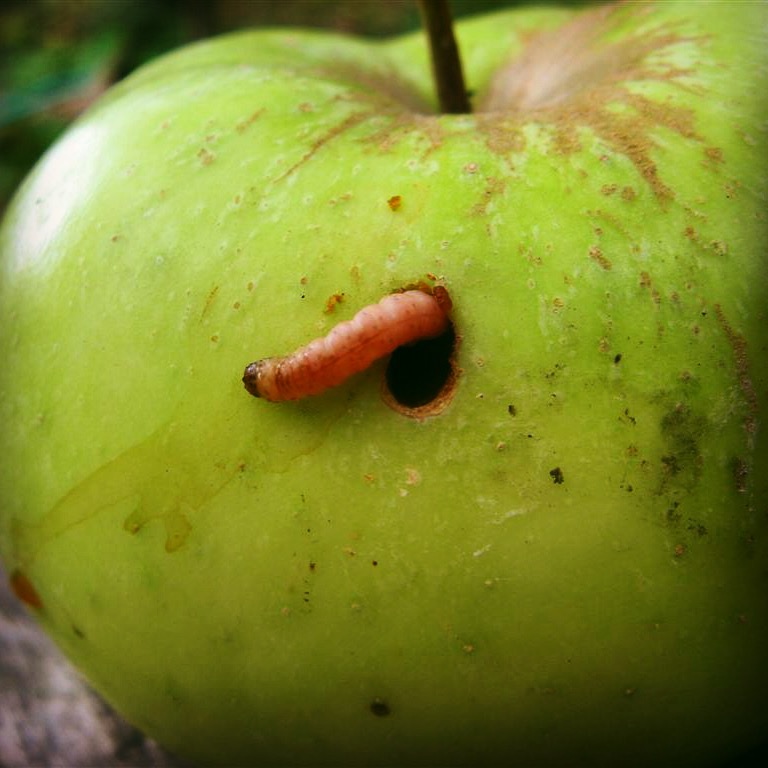 Все о плодожорке на яблоне и методах борьбы с ней