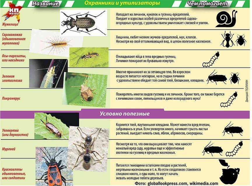 Вредители капусты: описание вредных насекомых с фото и способы борьбы