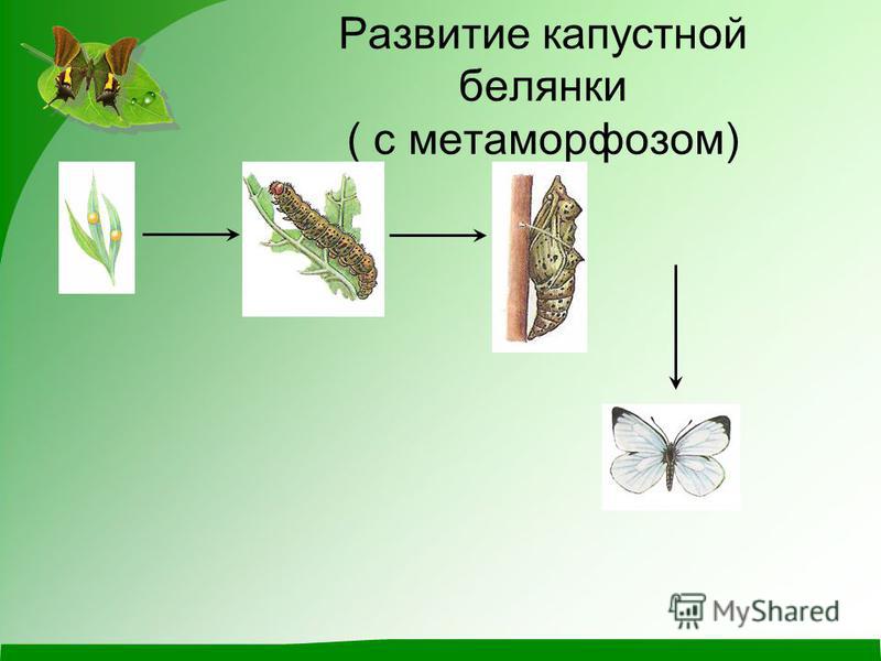 Капустница (капустная белянка): бабочка, уничтожающая урожай
