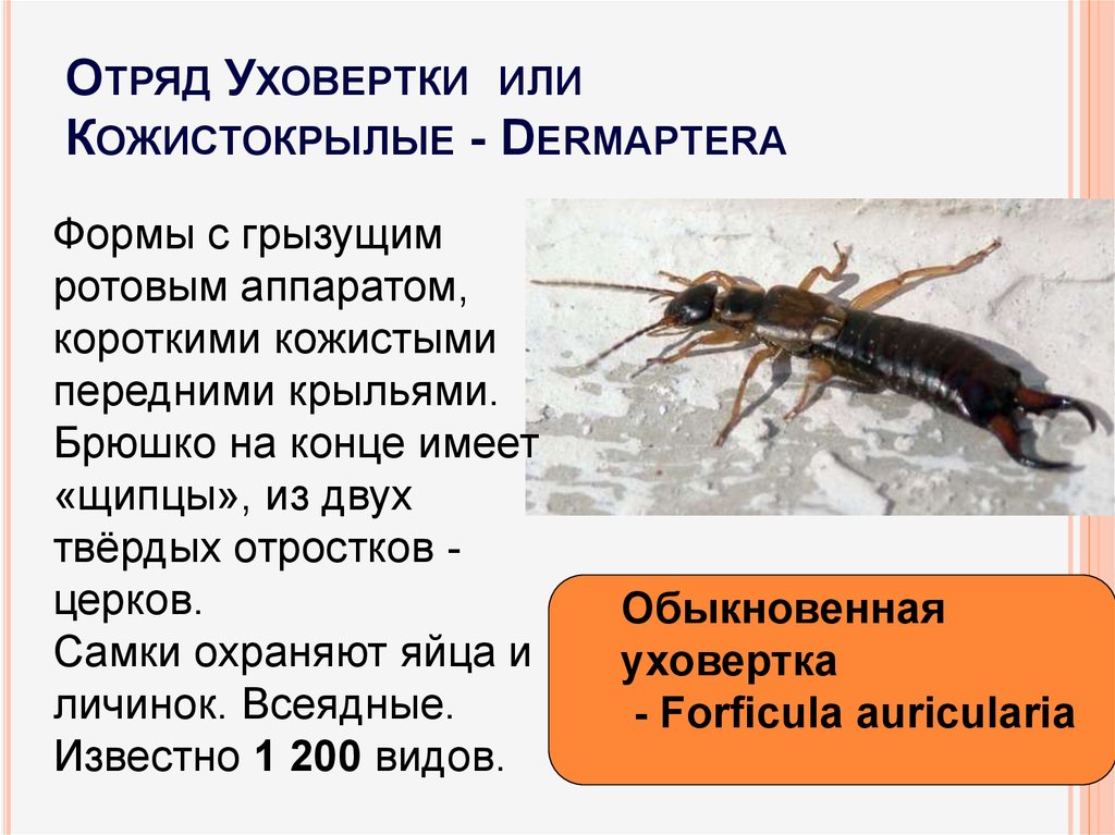 Чем опасна насекомое двухвостка для человека: ответы экспертов