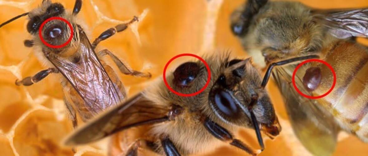 Обработка пчел от клеща весной: от каких болезней, чем обрабатывать (щавелевой кислотой, бипином, муравьиной кислотой)