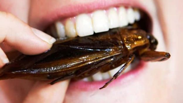 Кусаются ли домашние тараканы: причины, последствия, лечение