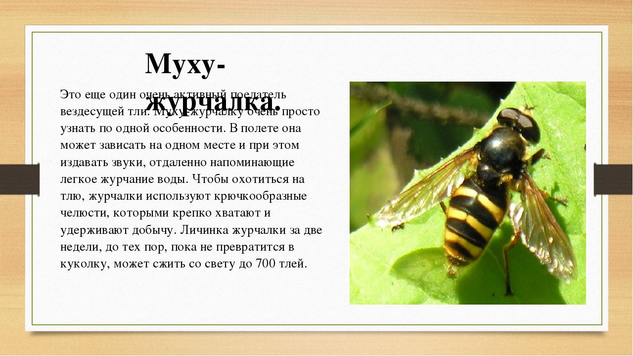 Осовидная муха журчалка, или муха сирфида — внешний вид и среда обитания.