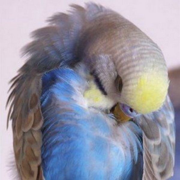 Блохи у попугаев: есть ли и как вывести паразитов