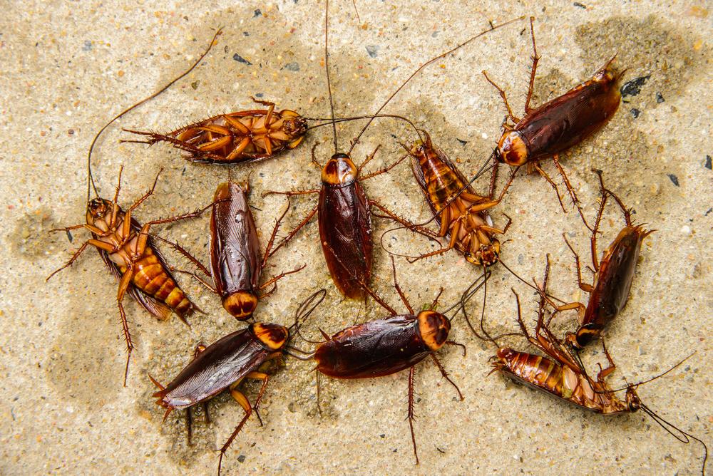 Как избавиться от тараканов народными средствами