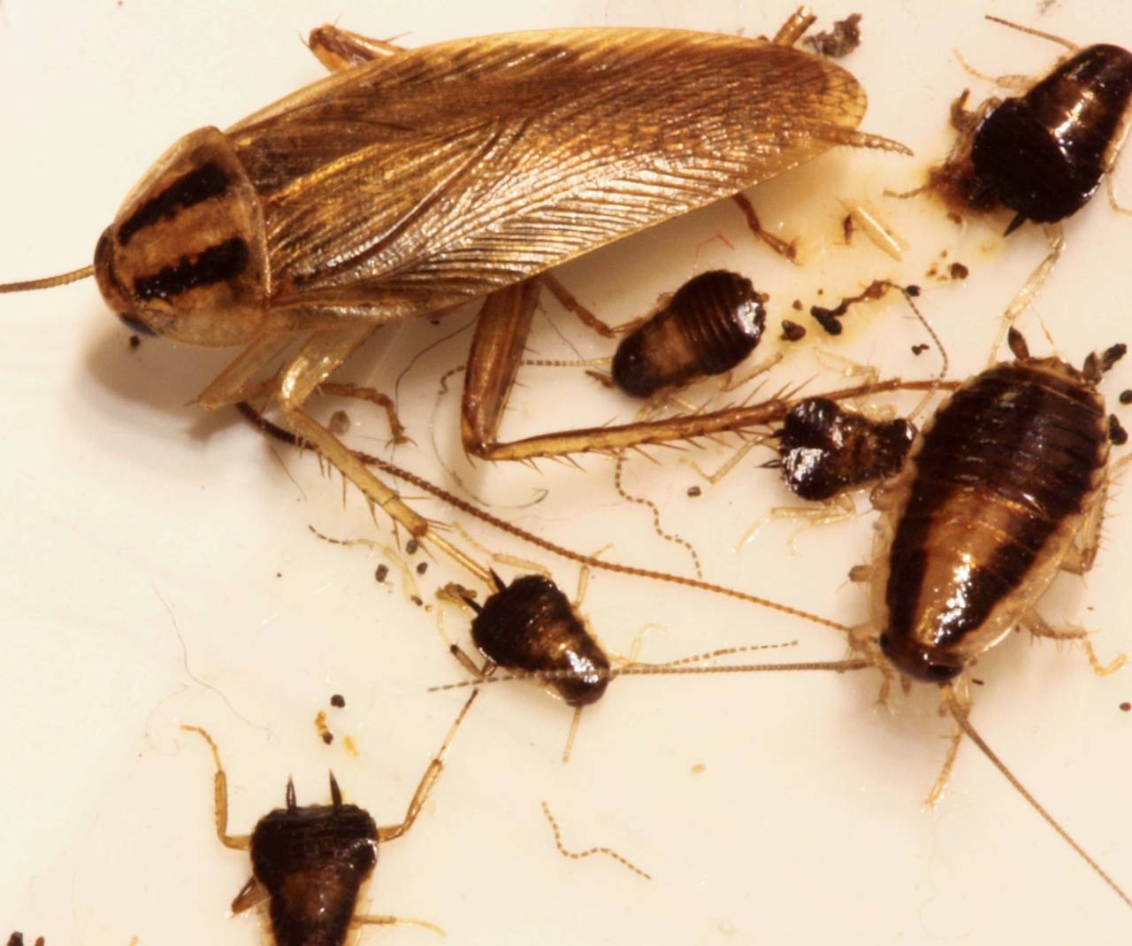 Как избавиться от рыжих тараканов в квартире?