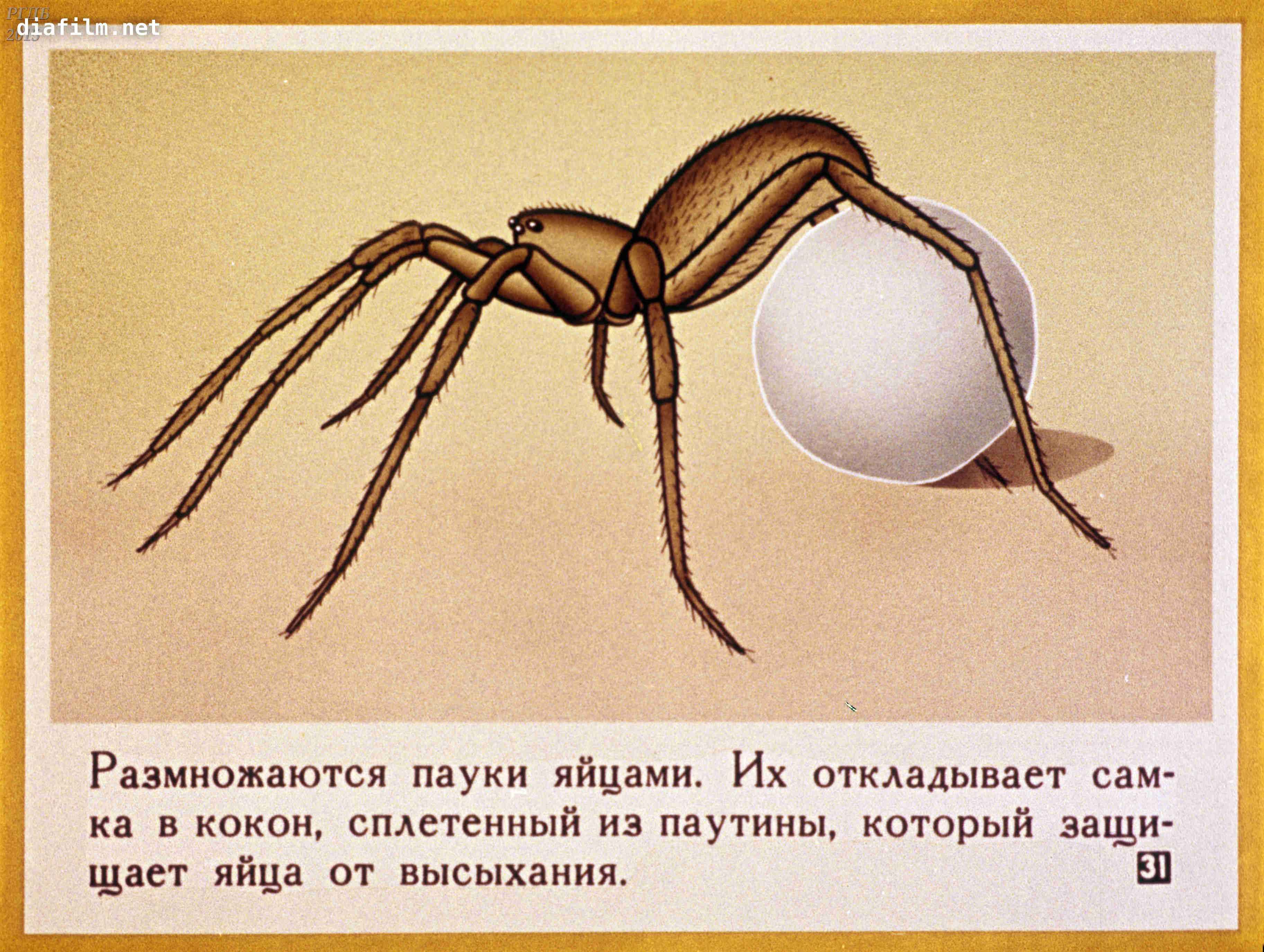 Паук крестовик тип развития. Оплодотворение паукообразных. Размножение паукообразных. Как размножаются пауки. Процесс размножения пауков.
