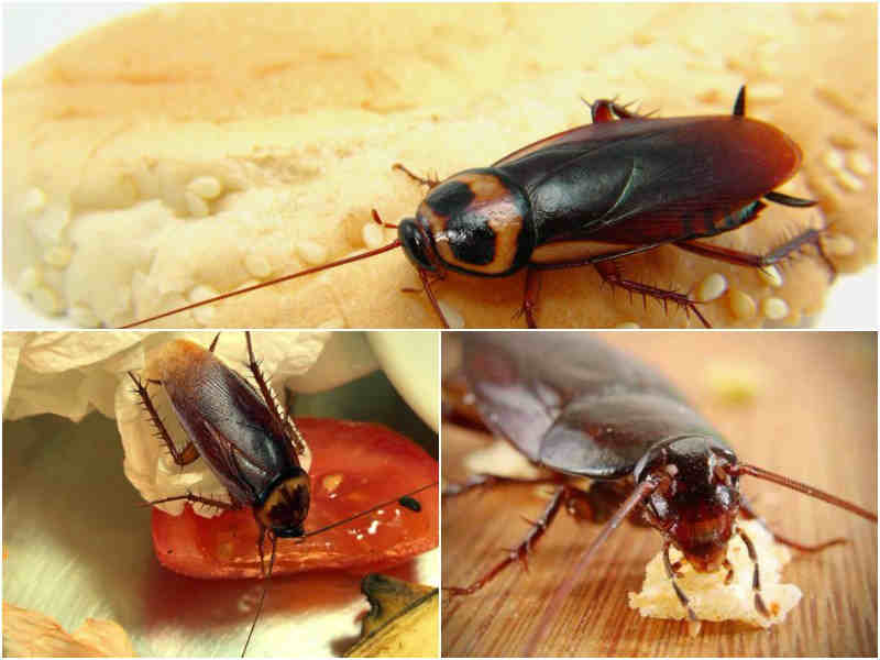 Как быстро растут тараканы рыжие