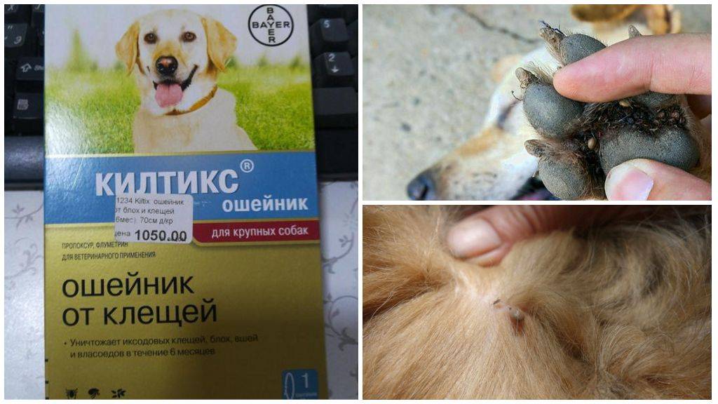 Лучшие капли от клещей для собак