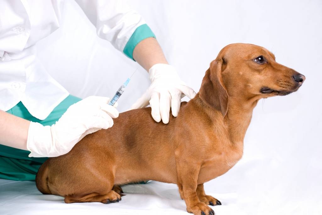 Сколько уколов от бешенства делать, если укусила собака? вакцинация от бешенства