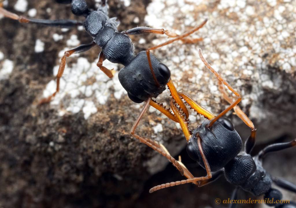 Чёрный муравей-бульдог — википедия