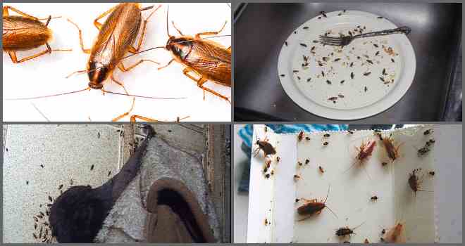 Черные тараканы в квартире: как избавиться народными средствами