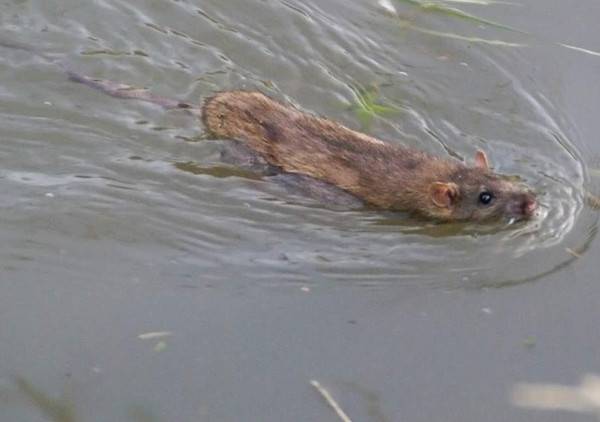 Продолжительность жизни крыс: сколько лет, умеют плавать дикие пасюки, размножение, год