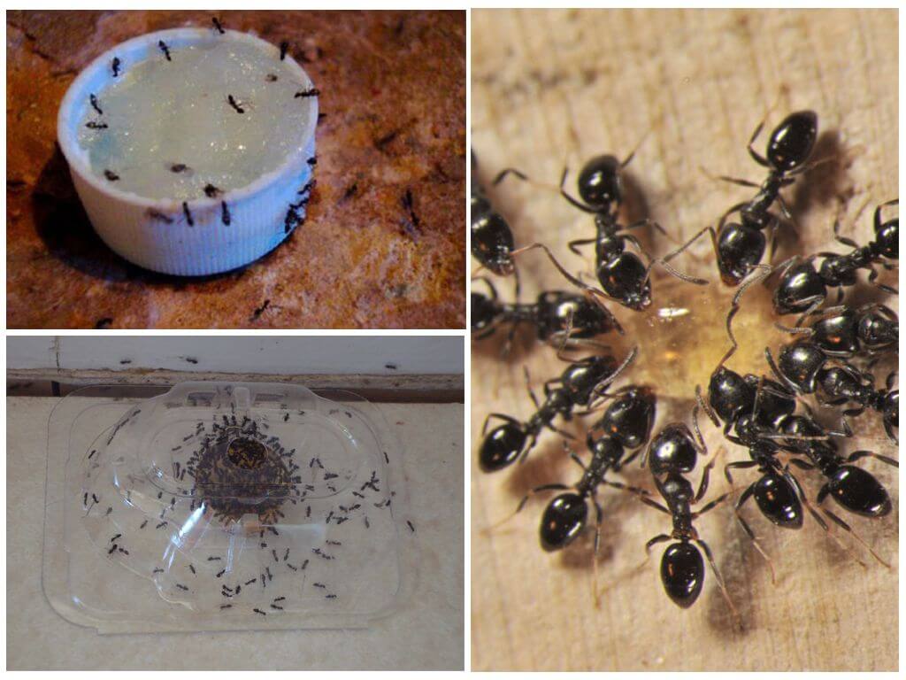 Средства от муравьев в квартире: эффективное народные средства