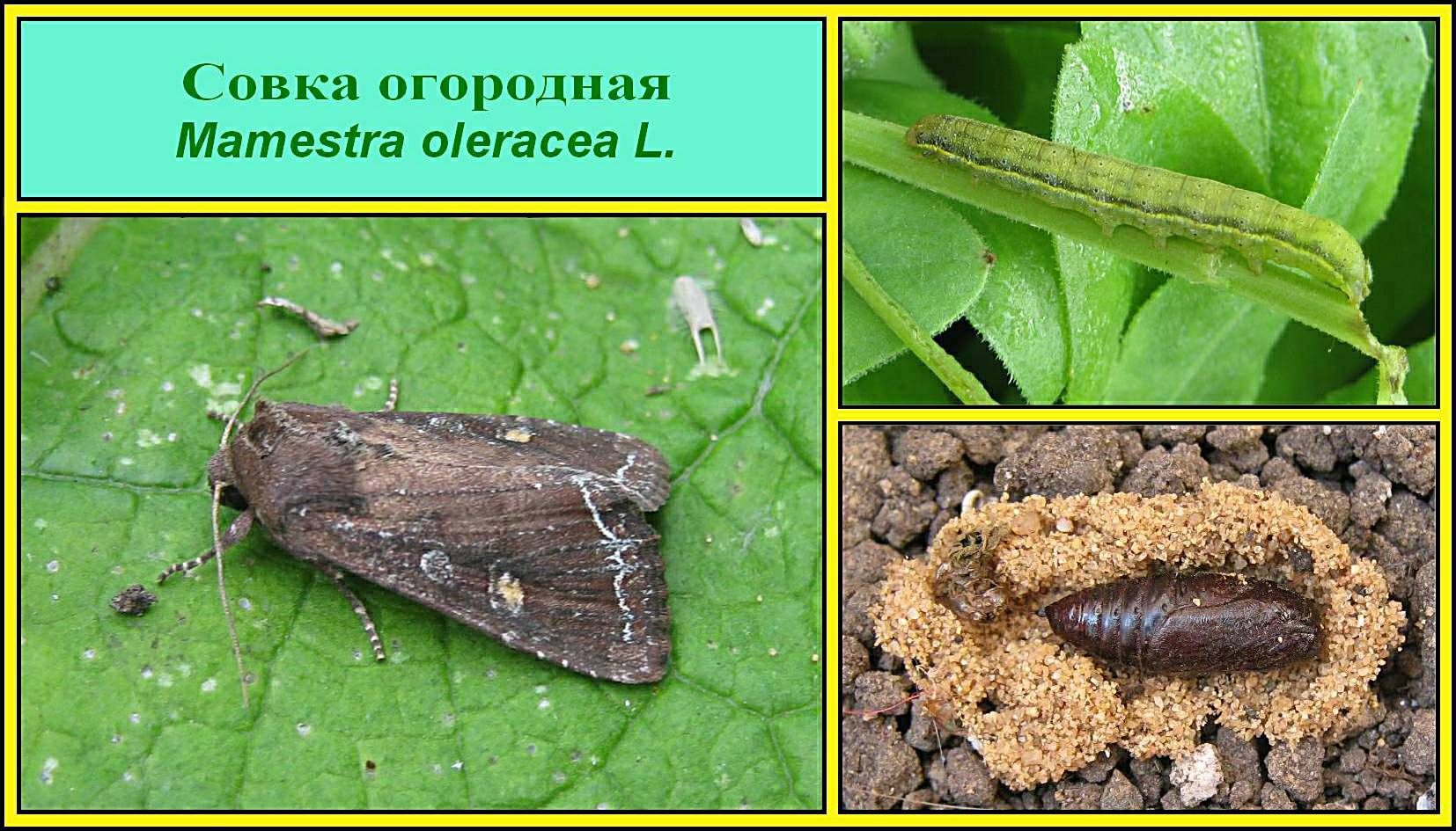 Совка - ночная бабочка вредитель культурных растений русский фермер