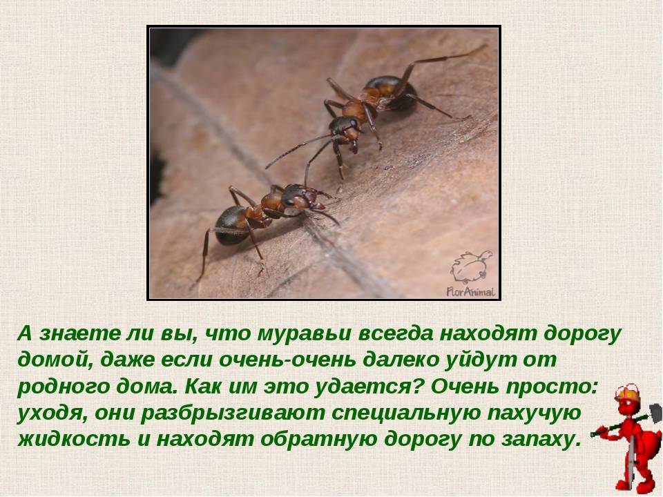 Сколько слов в слове муравей. Доклад о муравьях. Презентация про муравьёв. Доклад про муравьев. Муравьи презентация.