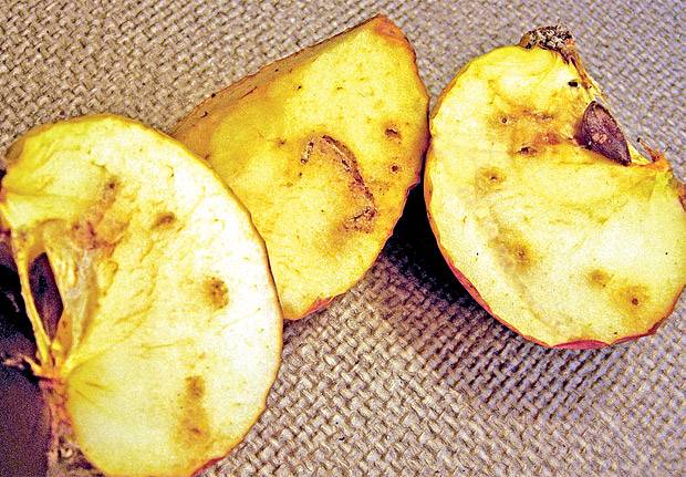 Самые простые методы борьбы с горностаевой молью на яблоне