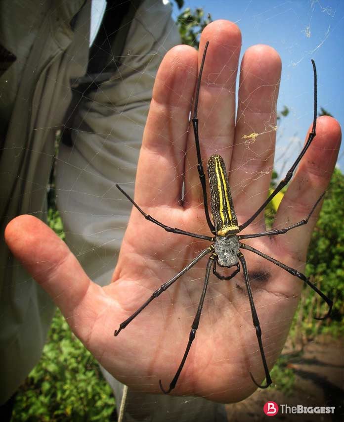 Гигантский крабовый-паук: внешний вид и опасность для человека