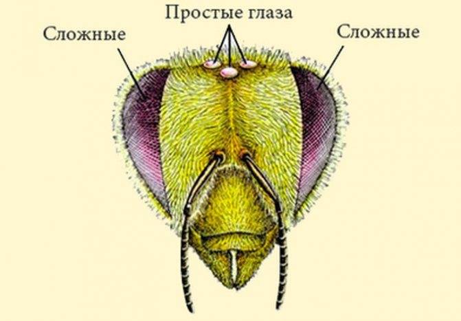 Глаза мухи рисунок