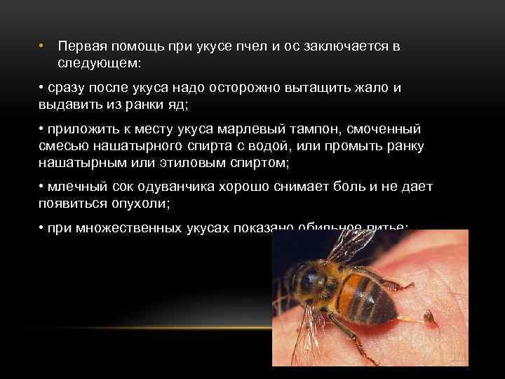 Ужалила пчела: лечение укусов и первая помощь пострадавшему