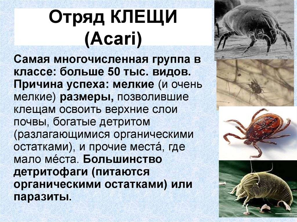 Особенности клещей. Отряд клещи Acari. Паукообразные отряд клещи. Класс паукообразные отряд клещи. Отряд клещи строение.