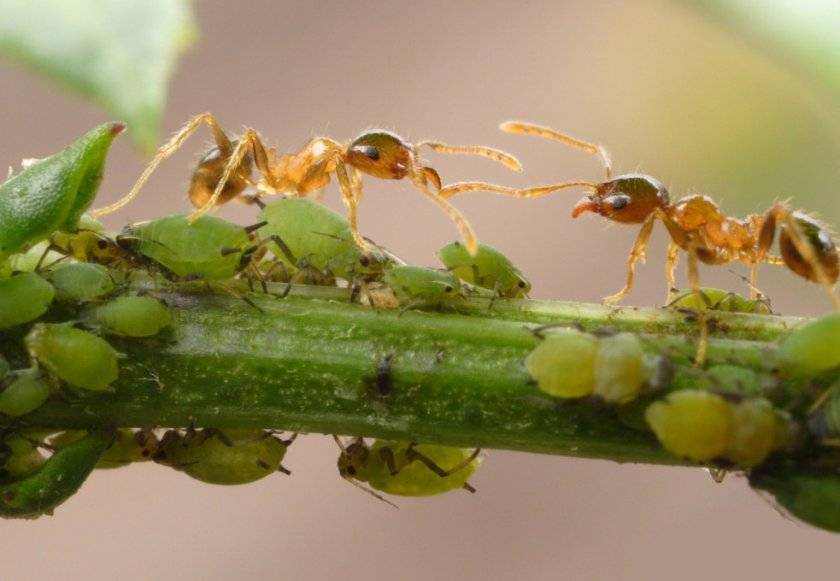 Тип взаимоотношений муравьёв и тли