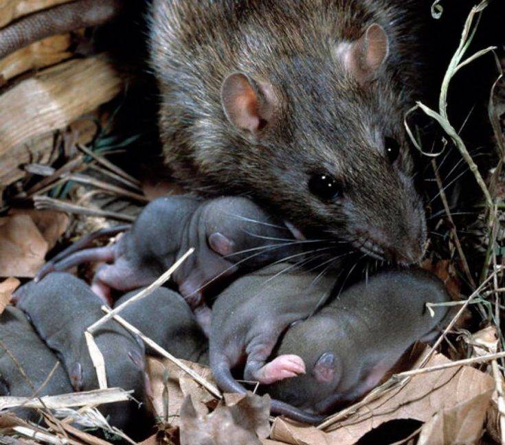 Серая крыса —  неприятный и опасный грызун!