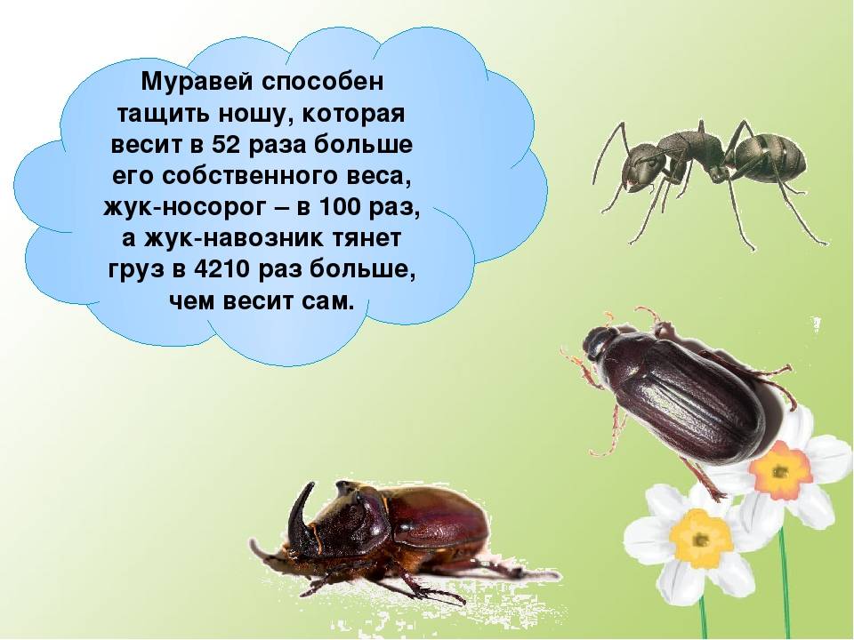 Сколько весит муравей и сколько он может поднять