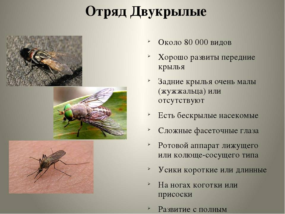 Комнатная муха (musca domestica): строение пищеварительной и репродуктивной системы насекомого